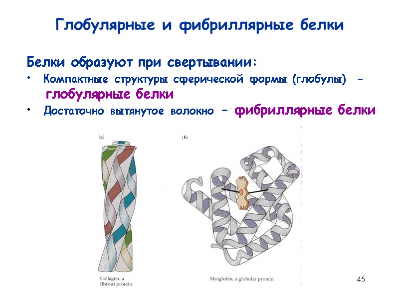 45 Глобулярные и фибриллярные белки Белки образуют при свертывании:   Компактные структуры сферической